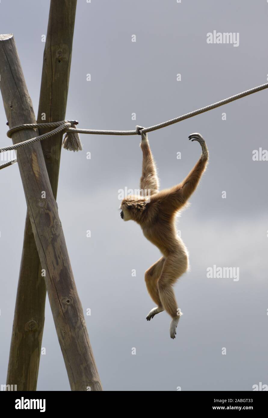 Eine akrobatische Gibbon auf einem Seil Stockfoto
