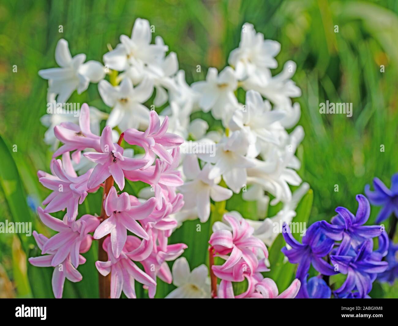 Bunte Hyazinthen im Garten Stockfoto