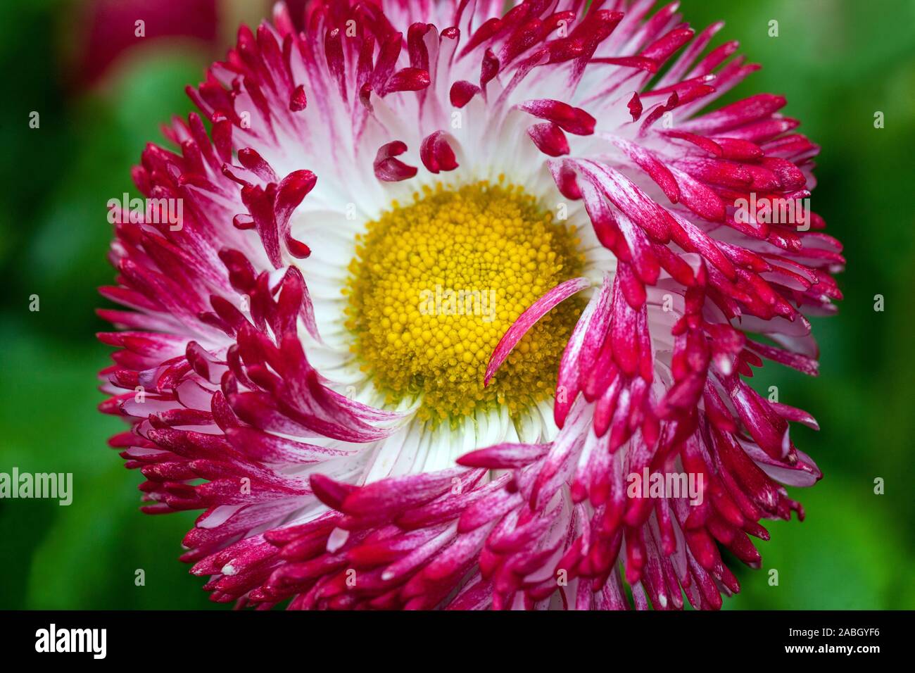 Red Englisch daisy flower Stockfoto