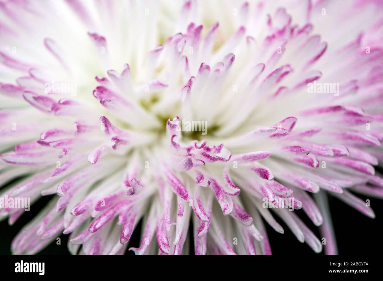 White English daisy flower lila Farbton Stockfoto