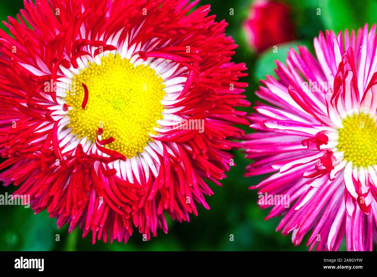 Red Englisch daisy flowers Stockfoto