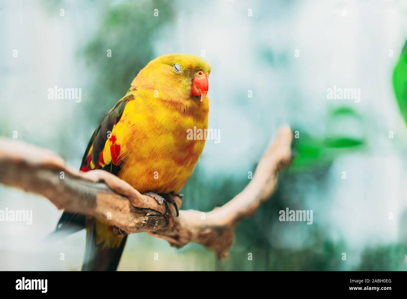 Schlafende gelbe Regent Parrot oder Rock Pebbler. Vögel können trainiert werden. Wild Bird. Stockfoto