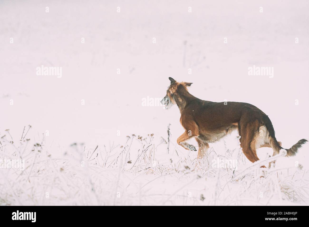 Jagd Windhund Hortaya Borzaya Hund während Hase - Jagd im Winter Tag In schneebedeckten Feld. Stockfoto