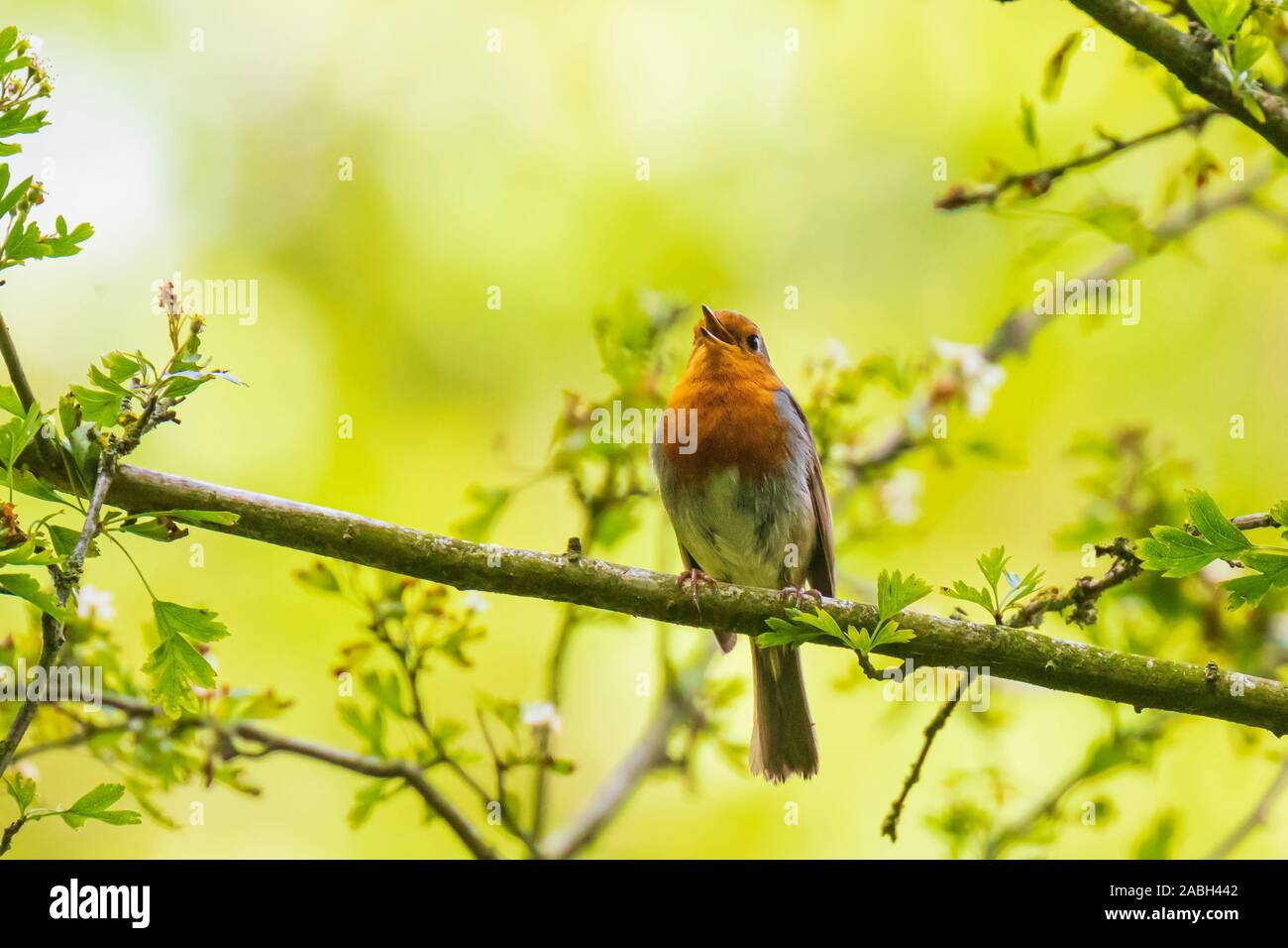 Europäische Robin (Erithacus Rubecula) Gesang in Sonnenstrahlen Sonnenlicht während der Paarungszeit im Frühling. Stockfoto