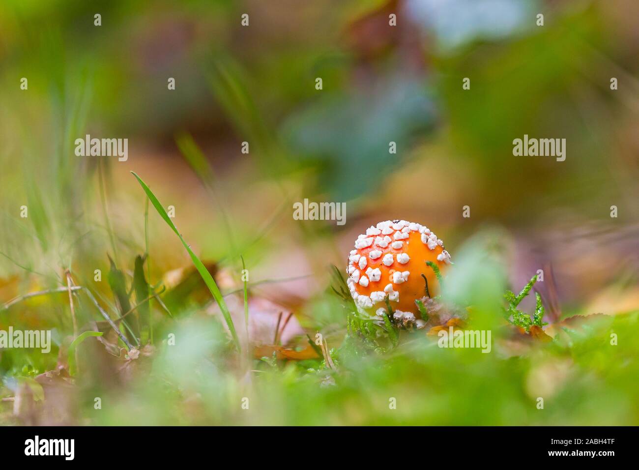 Amanita muscaria, fly Agaric oder amanita basidiomycota muscimol Pilz mit typischen weißen Flecken auf einem Red Hat in einem Wald fliegen. Natürliches Licht, lebendige Stockfoto