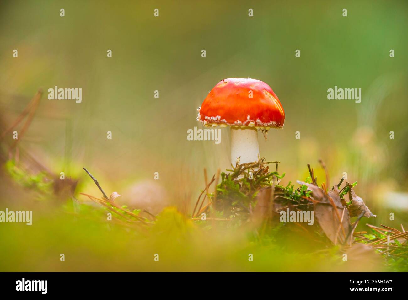 Amanita muscaria, fly Agaric oder amanita basidiomycota muscimol Pilz mit typischen weißen Flecken auf einem Red Hat in einem Wald fliegen. Natürliches Licht, lebendige Stockfoto