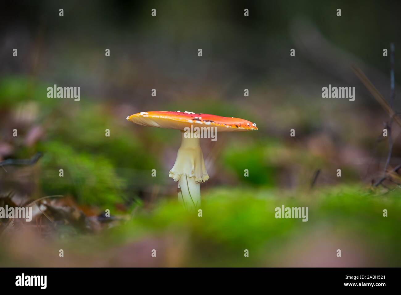 Amanita muscaria, fly Agaric oder amanita basidiomycota muscimol Pilz mit typischen weißen Flecken auf einem Red Hat in einem Wald fliegen. Natürliches Licht, lebendige Stockfoto