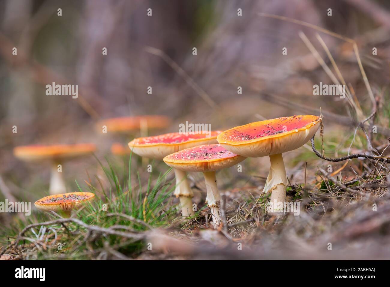 Amanita muscaria, fly Agaric oder amanita basidiomycota muscimol Pilz mit typischen weißen Flecken auf einem Red Hat in einem Wald fliegen. Natürliches Licht, lebendige Stockfoto