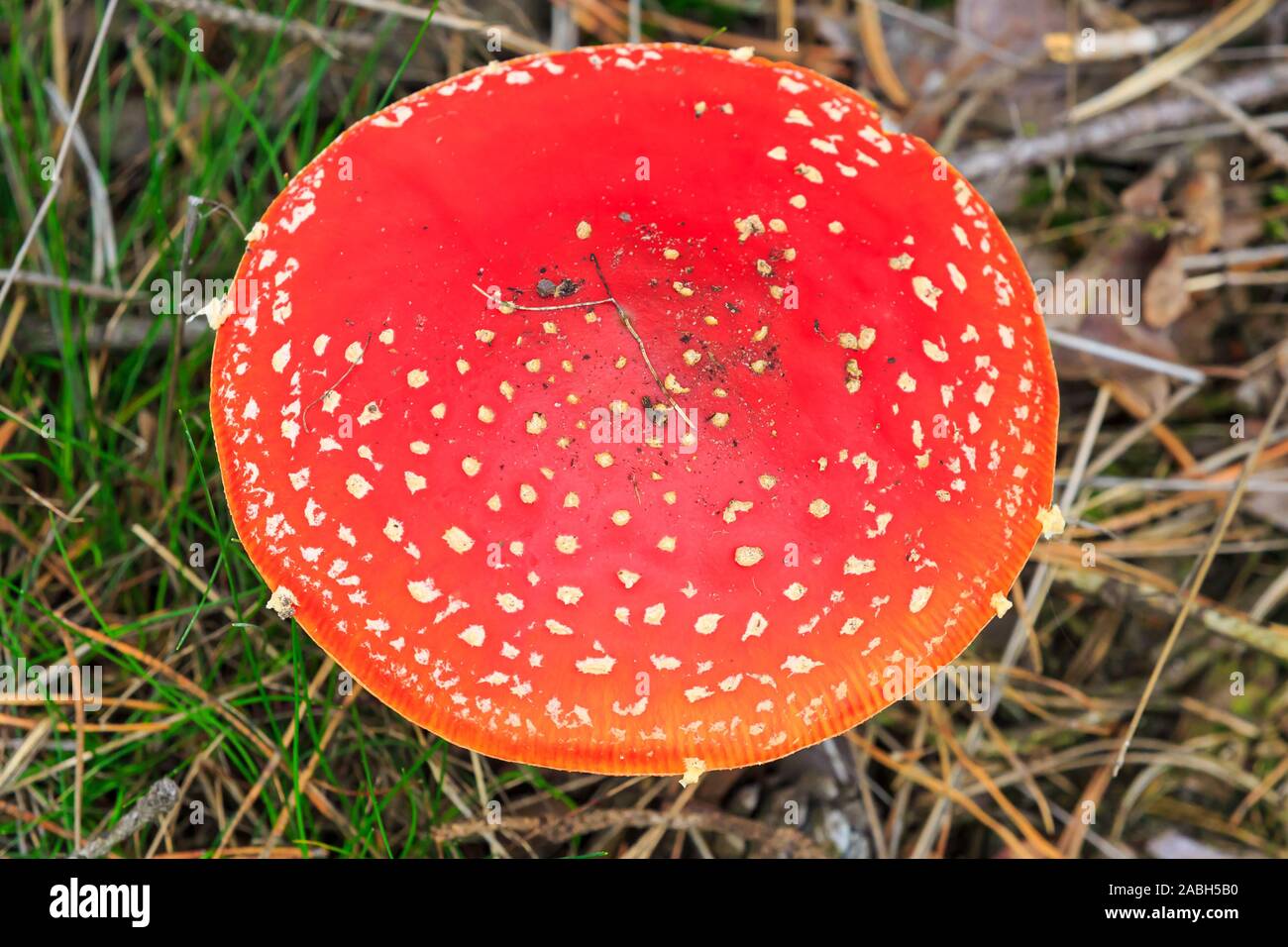 Amanita muscaria, fly Agaric oder amanita basidiomycota muscimol Pilz mit typischen weißen Flecken auf einem Red Hat in einem Wald fliegen. Ansicht von oben, Tageslicht Stockfoto