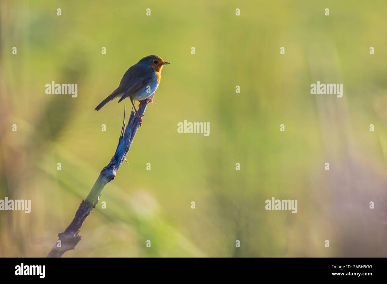 Europäische Robin (Erithacus Rubecula) hocken in einem Feld mit schönen Sonnenlicht. Stockfoto