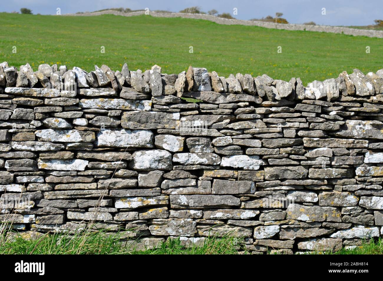 Trockenmauer, Feldgrenze in Purbeck Dorset Großbritannien. Mit vertikalen Begrenzung der Steine. Kalkstein, Sedimentgestein. Stockfoto