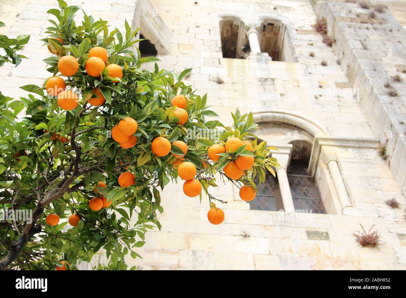 Kirche des Heiligen Antonius von Lissabon Baum Früchte Stockfoto