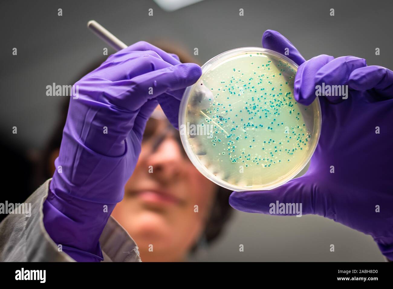 Weibliche Forscher beobachten E coli Kultur Platte Stockfoto