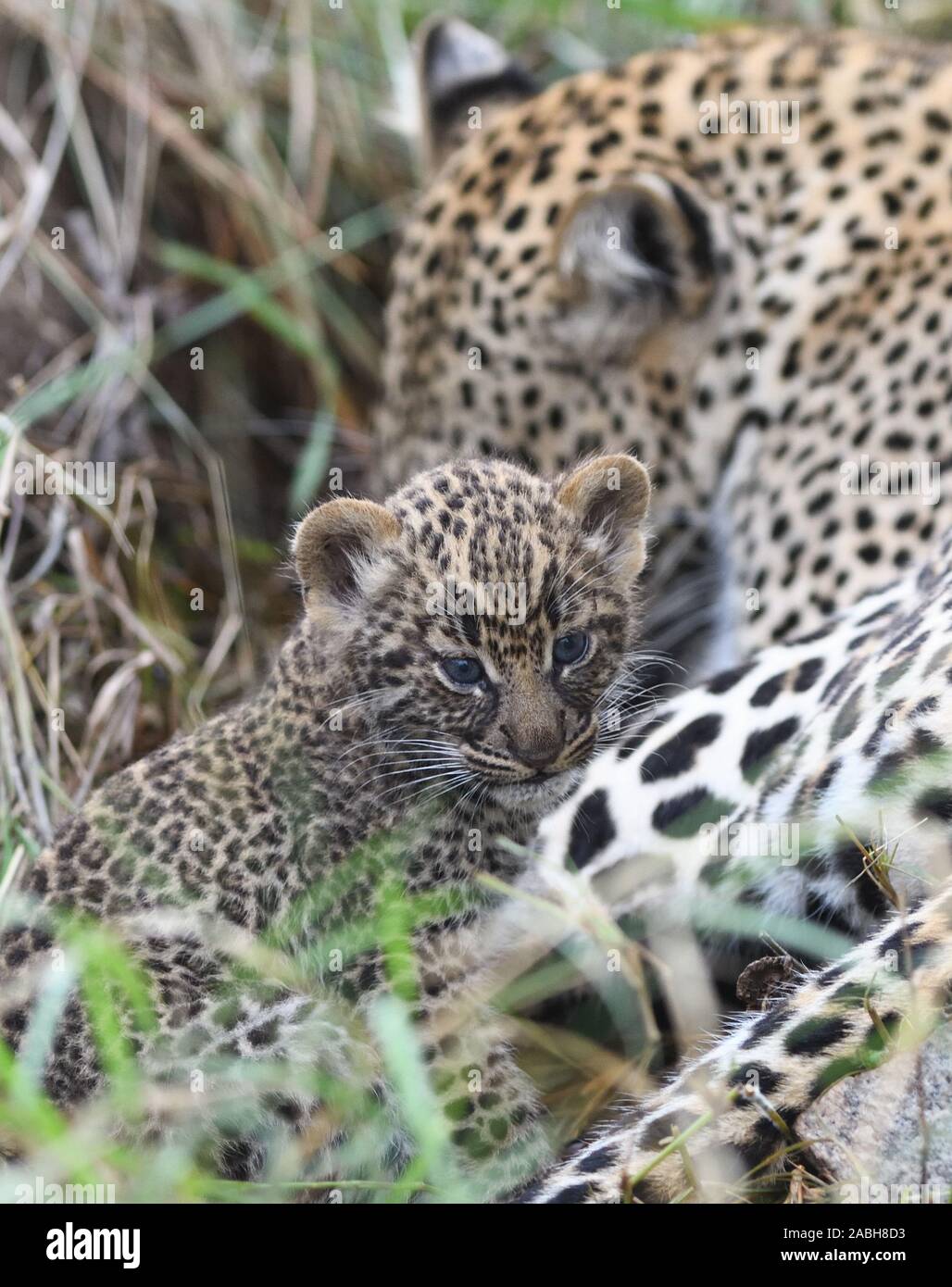 Ein sehr junger Leopard (Panthera pardus) Cub, seine Augen noch Blau, mit seiner Mutter vor ihrer Höhle. Serengeti National Park, Tansania. Stockfoto
