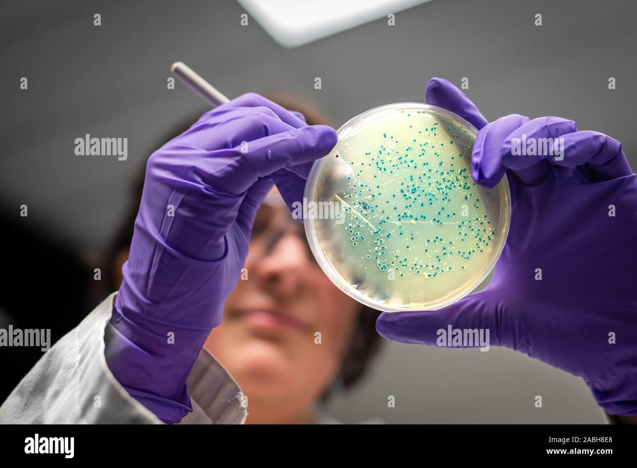 Frau Forscher/Wissenschaftler untersuchen bakterielle Kultur Platte Stockfoto