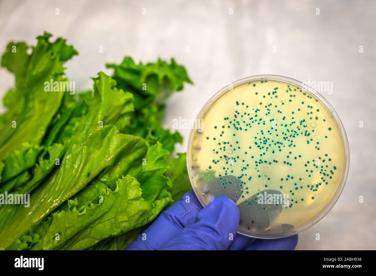 Bakterielle Verunreinigungen in Römersalat Stockfoto