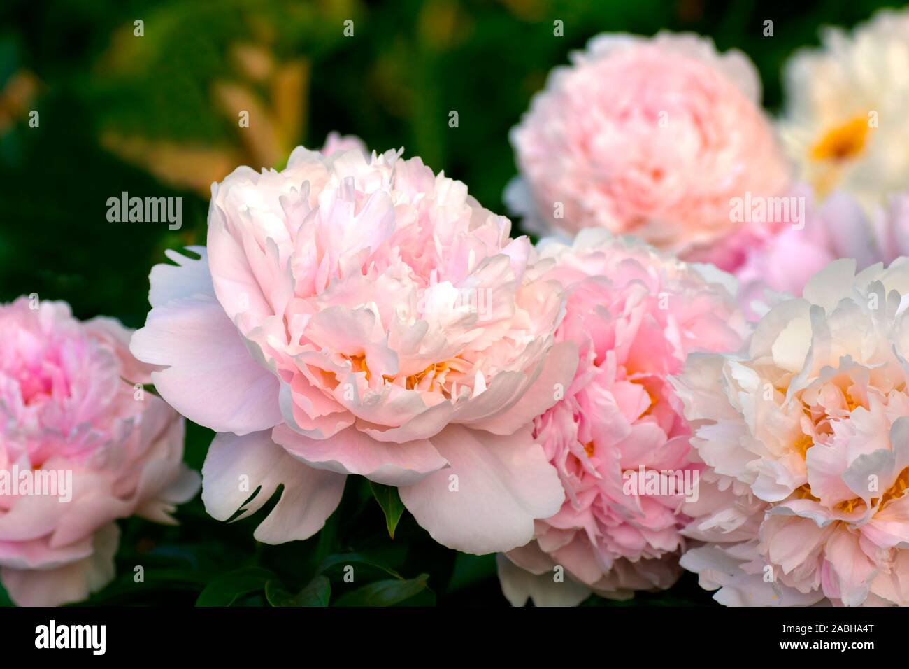 Paeonia Pillow Talk. Doppelzimmer Rosa Pfingstrose. Paeonia lactiflora (Chinesische Pfingstrose oder gemeinsamen Garten päonie). Schöne rosa Pfingstrosen. Stockfoto