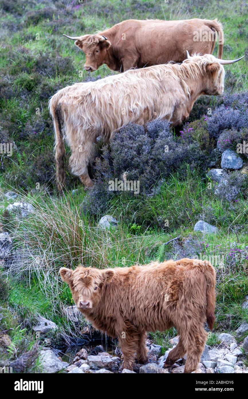 Familie von Highland Cattle, Insel Skye, Schottland, Großbritannien Stockfoto