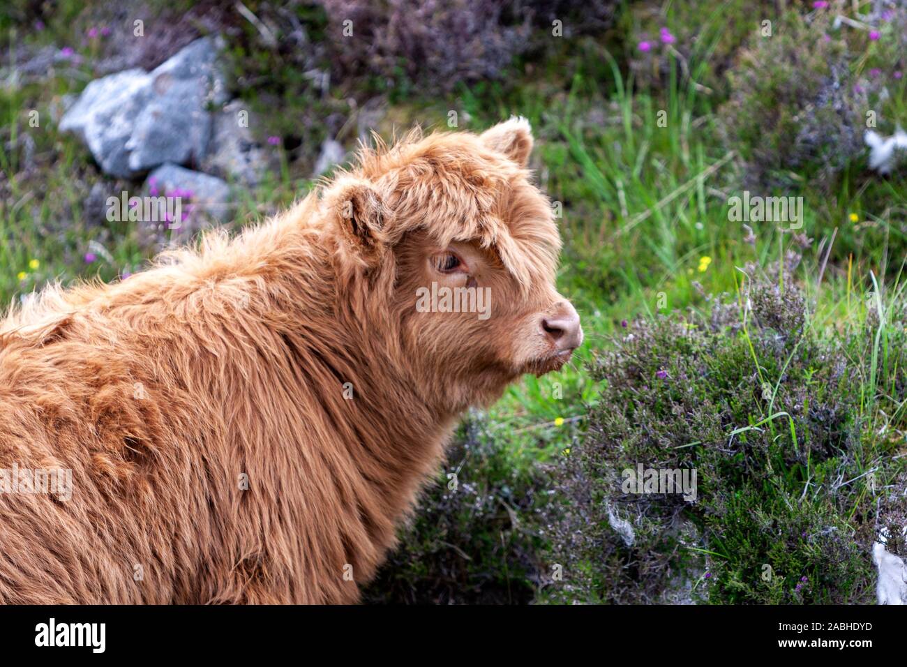 Baby Hochlandrinder, Insel Skye, Schottland, Großbritannien Stockfoto