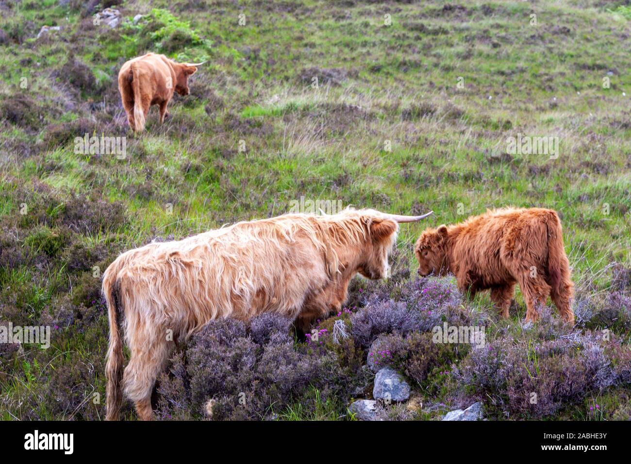 Familie von Highland Cattle, Insel Skye, Schottland, Großbritannien Stockfoto
