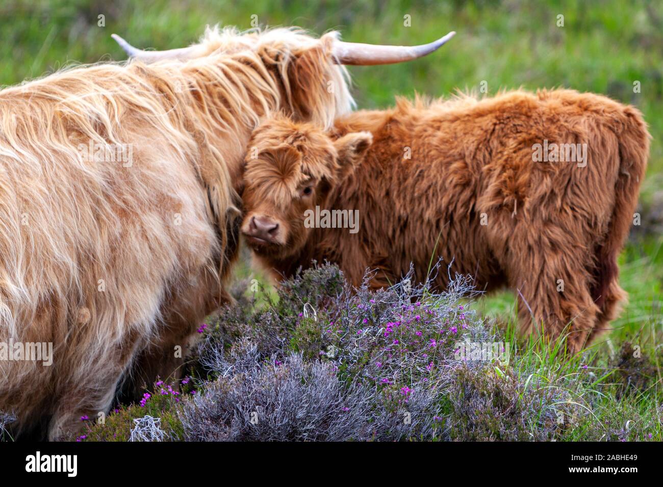 Baby und Mutter, Familie von Highland Cattle, Insel Skye, Schottland, Großbritannien Stockfoto