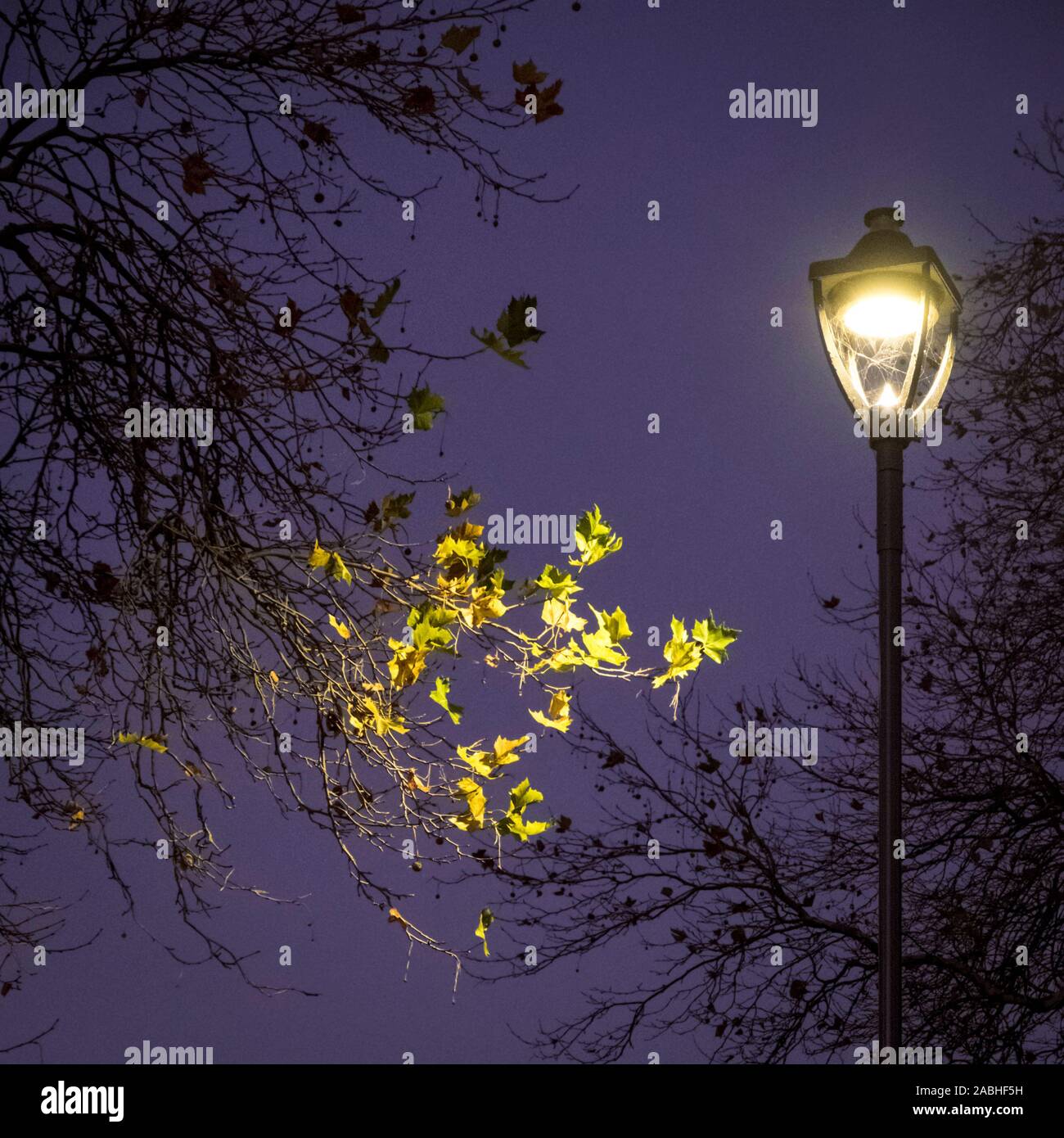 Straßenbeleuchtung zwischen Bäumen in der Nacht beleuchtet einige der letzten paar Blätter auf einem Baum im Herbst, England, Großbritannien Stockfoto