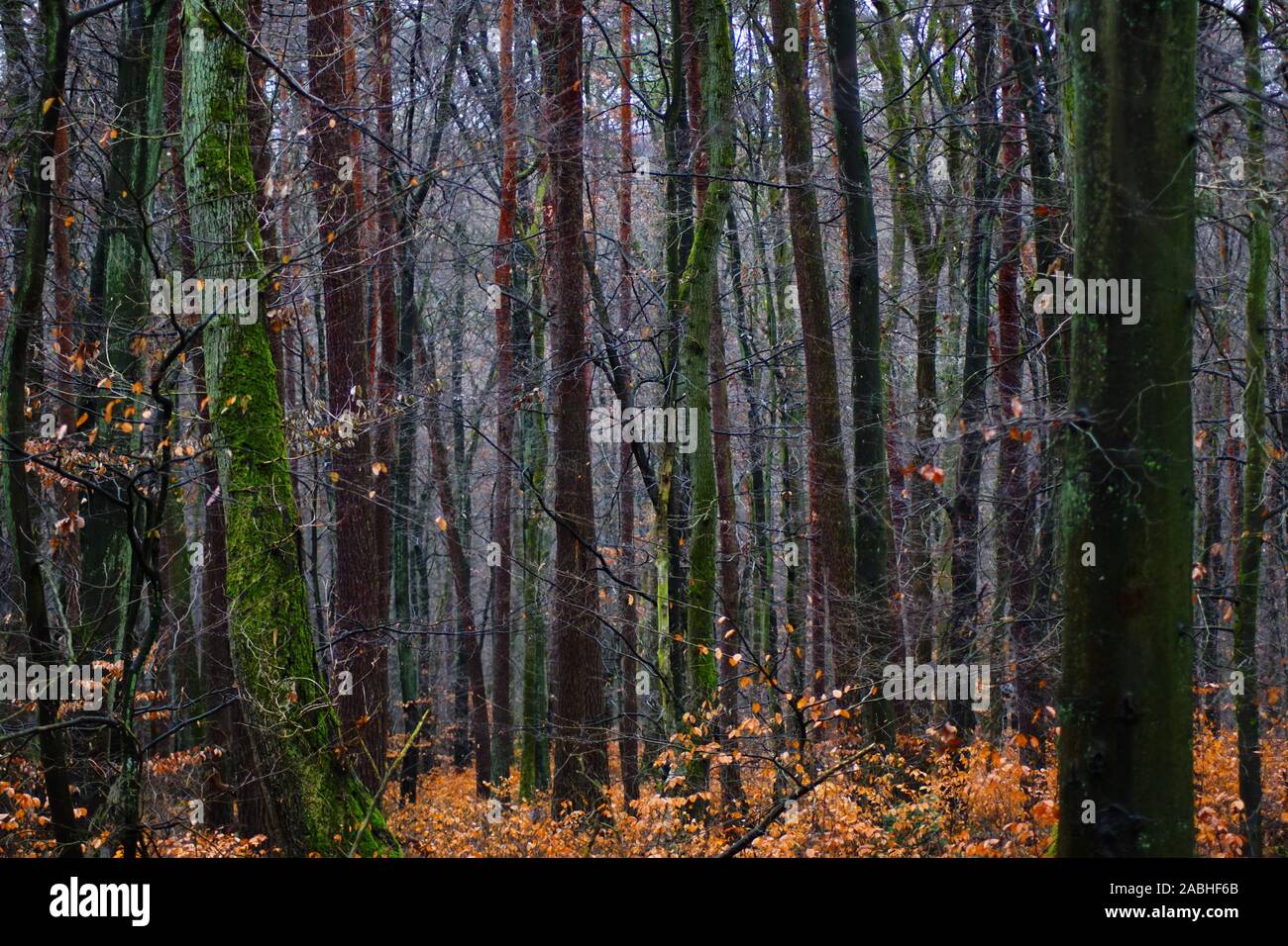 Wunderschöne Herbstlandschaft mit Bunte Bäume und Blätter Stockfoto