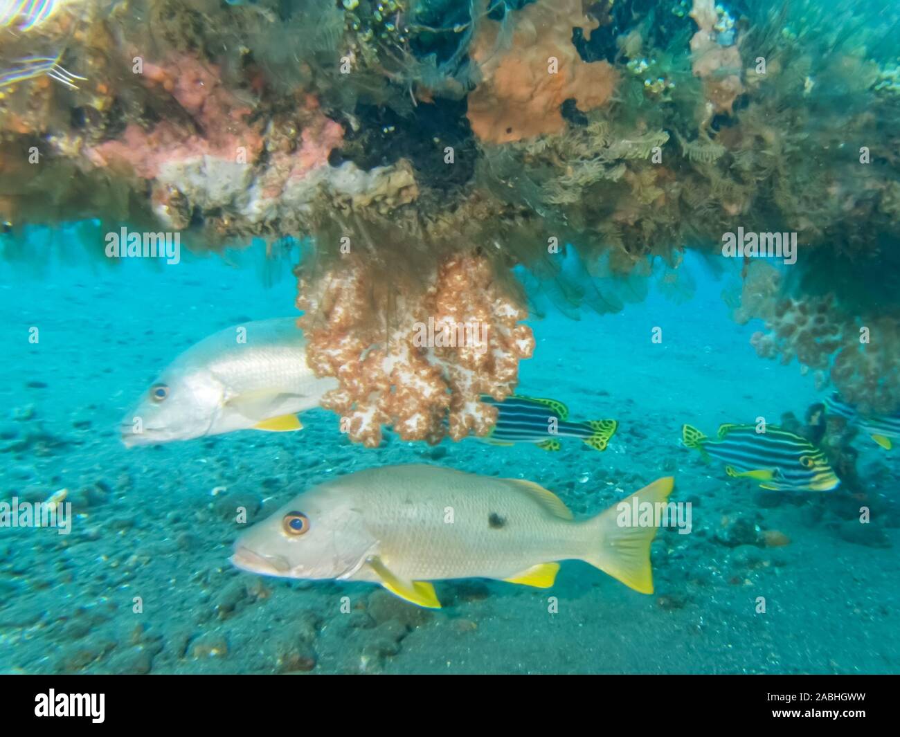 Blackspot snapper in der Liberty Wrack in Bali. Stockfoto