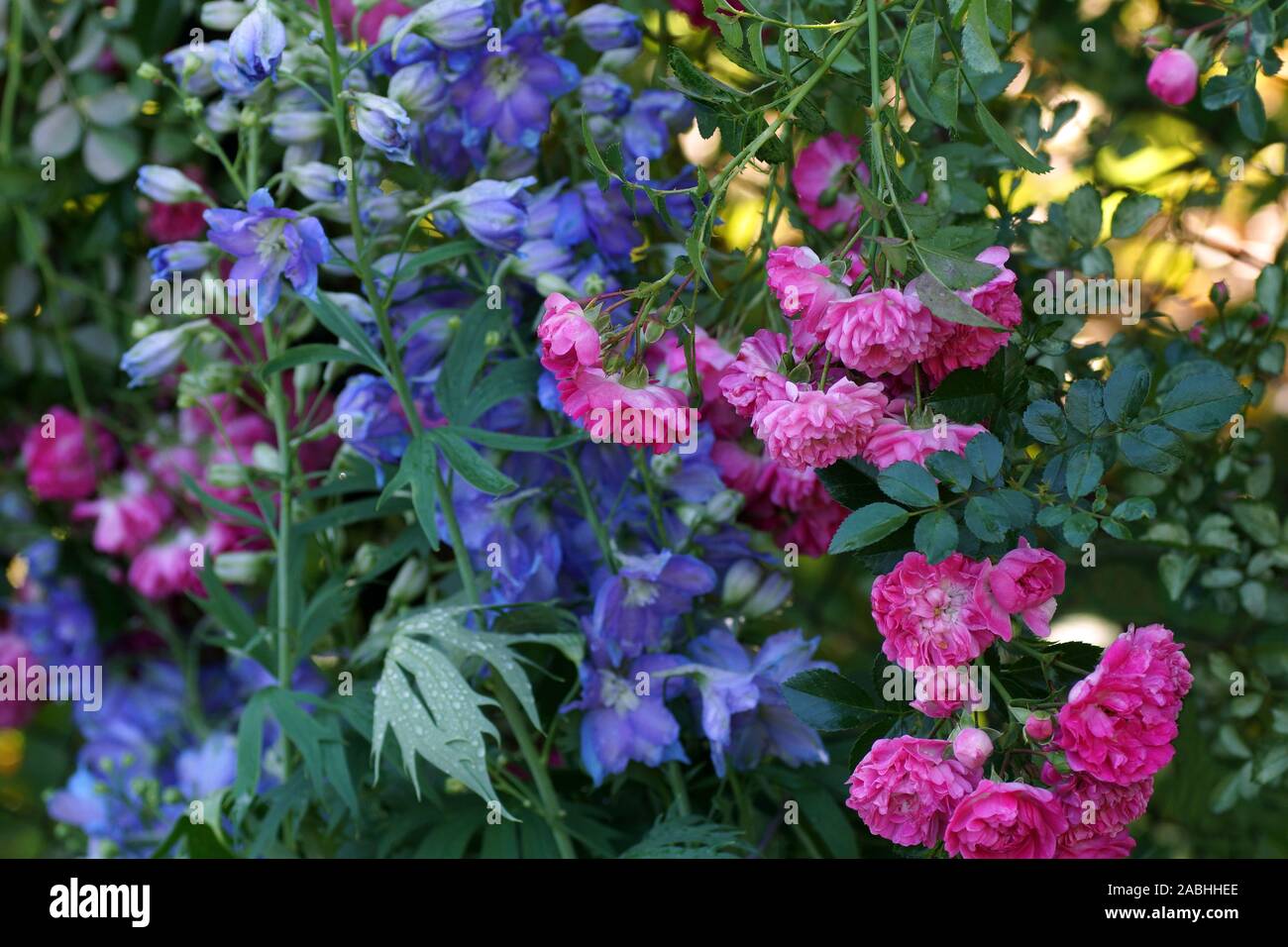 Ein Fragment der Garten nach dem Regen. Rosa und Blau Rittersporn im Regentropfen. Die Sonne scheint in den Hintergrund. Stockfoto