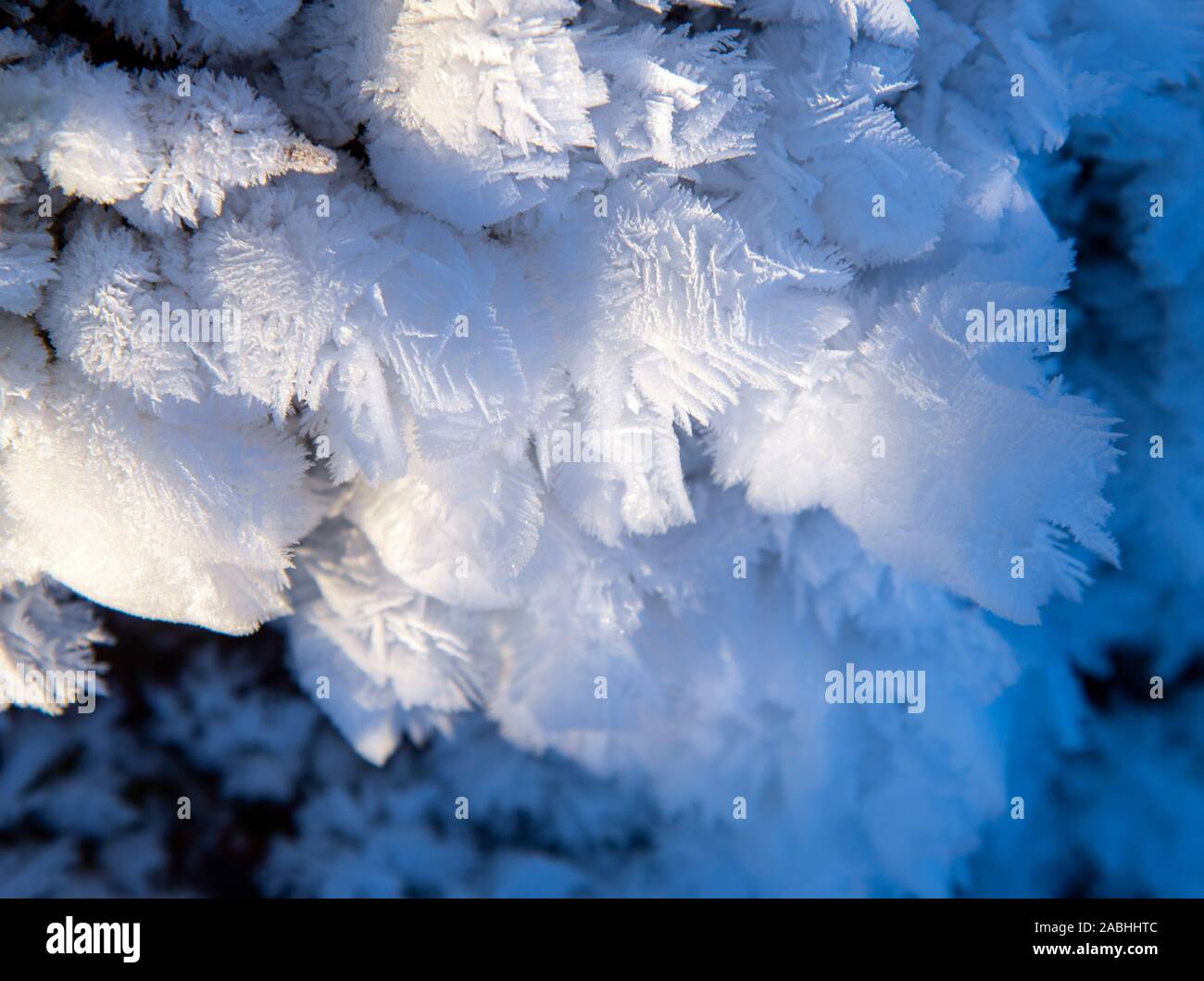 Gefrorene Feuchtigkeit auf der Pflanzen in bizarre Schneeflocken. Stockfoto