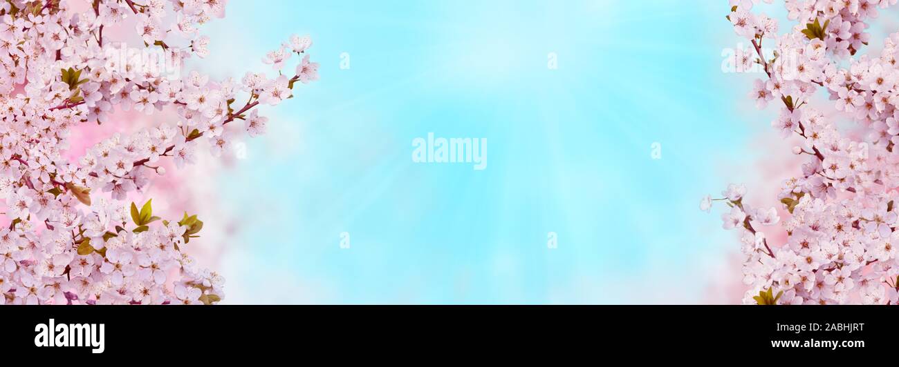 Niederlassungen der blühenden Aprikose auf blauem Hintergrund mit Sunrise. Schöne Blumen Frühling abstrakt Hintergrund der Natur. Banner für Hochzeit, Ostern und Stockfoto
