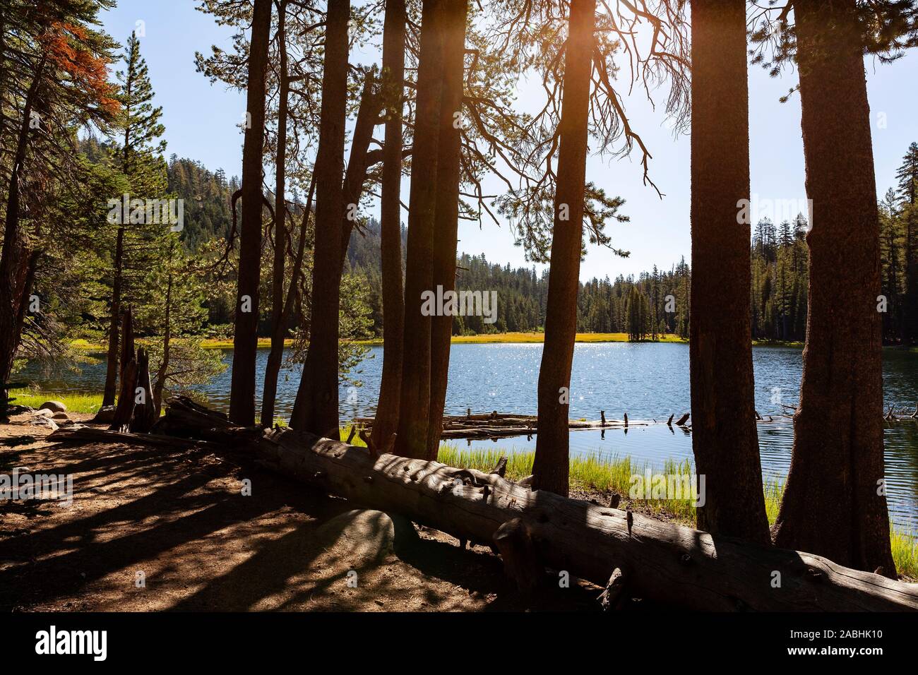 Lukens See mit Silhouettiert shoreline Nadelbäumen im Yosemite Natioal Park, Kalifornien. Stockfoto