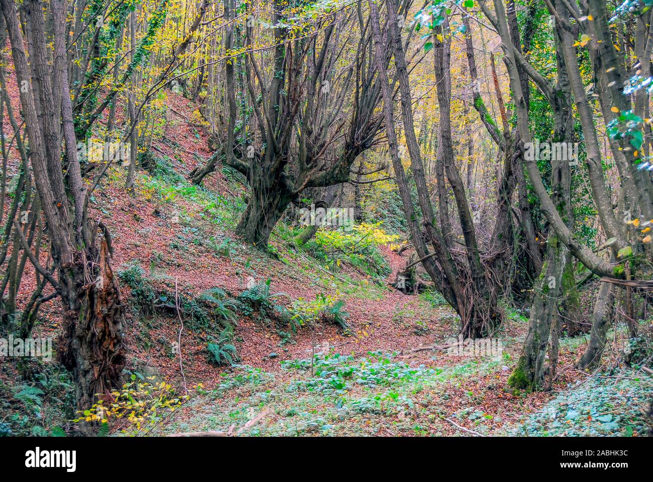 Istanbul, Türkei, 29. November 2010: Wald von Polenezkoy, Riva, Beykoz. Stockfoto