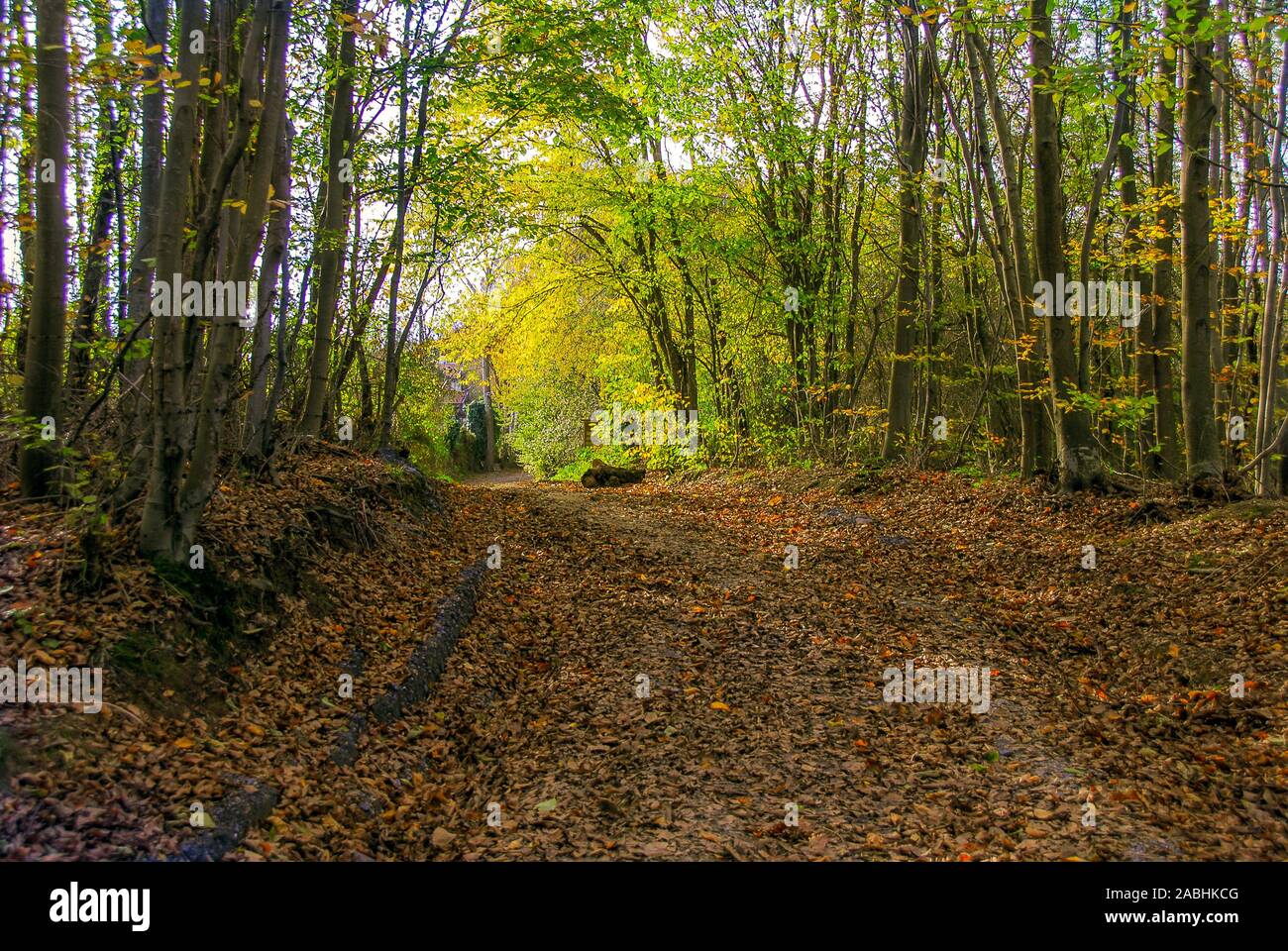 Istanbul, Türkei, 29. November 2010: Wald von Polenezkoy, Riva, Beykoz. Stockfoto