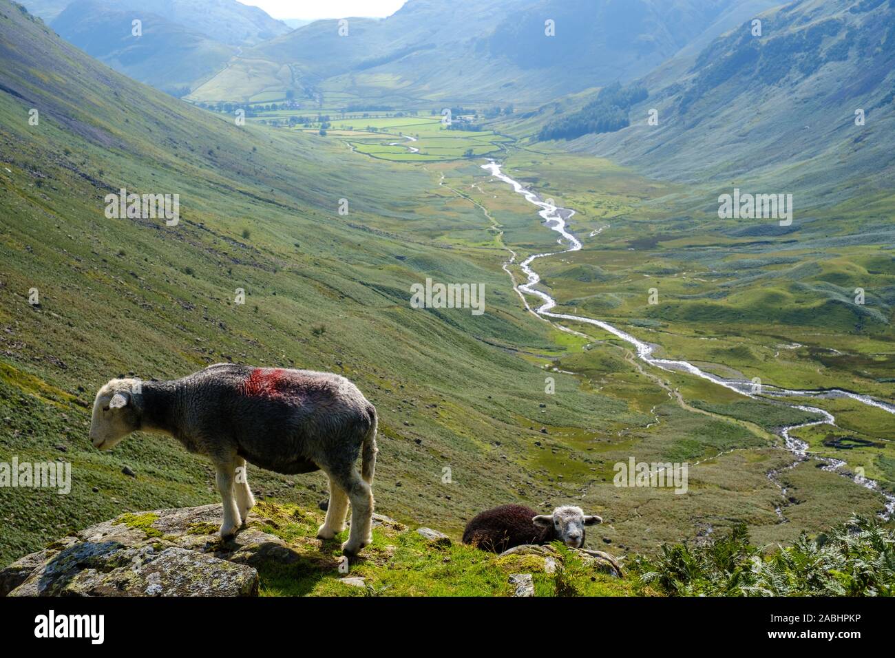 Herdwick-schafe auf der fellside, Mickleden, Lake District Stockfoto