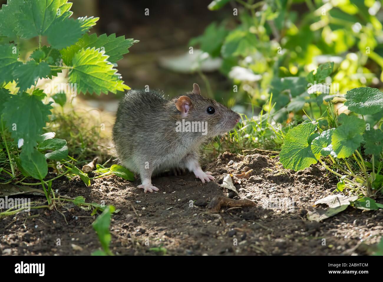 Braune Ratte stehen unter grünen Blätter unter dappled Sonnenlicht Stockfoto