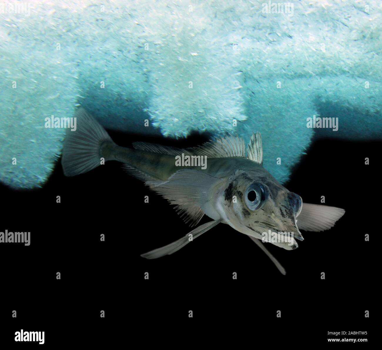 Eisfisch Stockfotos und bilder Kaufen Alamy