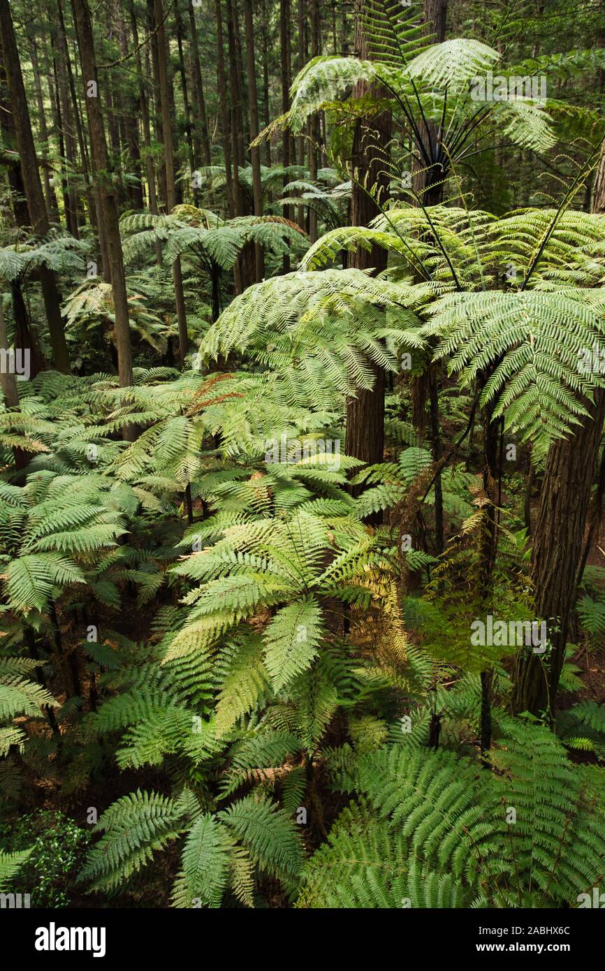 Wald von Baumfarne und riesigen Redwoods in Whakarewarewa Forest in der Nähe von Rotorua, Neuseeland Stockfoto