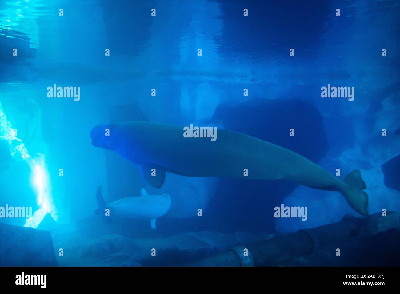 Orlando, Florida. November 22, 2019. Beluga in Wild Artic in Seaworld Stockfoto