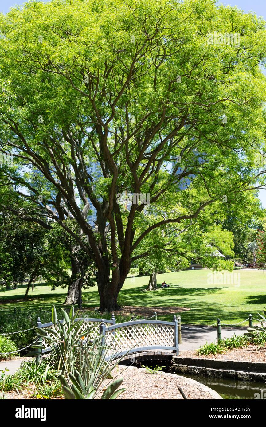 Royal Botanic Gardens Sydney Australien - Menschen genießen Sie die Frühlingssonne im November, Sydney, Australien Stockfoto