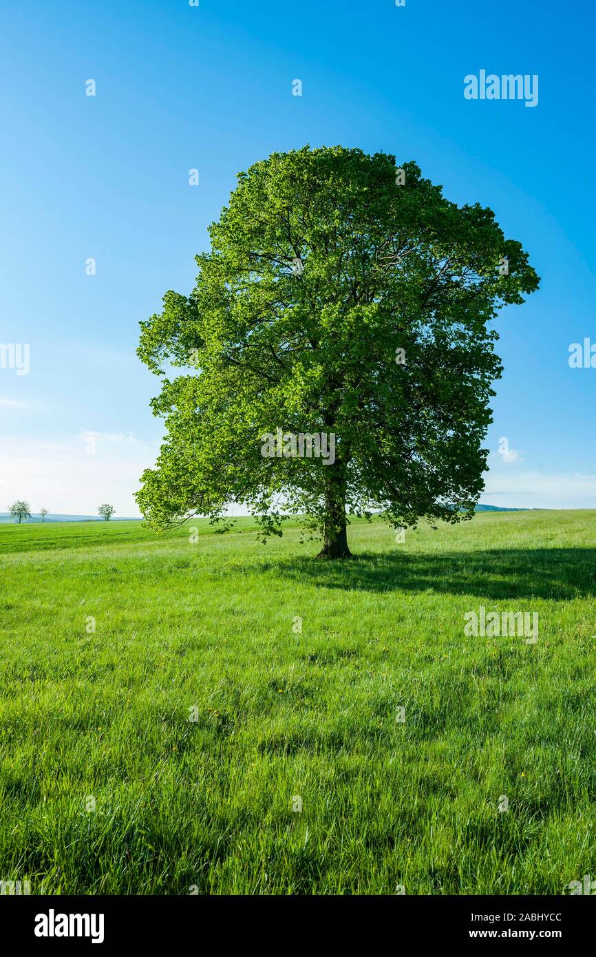 Großblättrige Linde (Tilia platyphyllos), einsamer Baum im Frühsommer, Thüringen, Deutschland Stockfoto