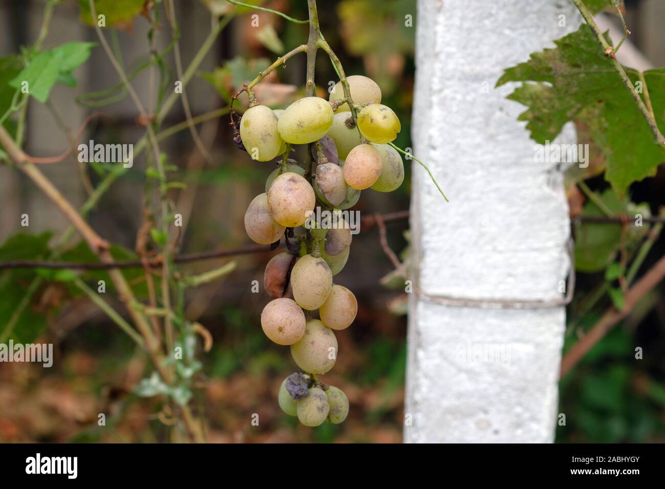 Ein Bündel von Tafeltrauben Muscat. Grüne Trauben im Land gewachsen. Ernte der Trauben, der weintraube mit Qual faule Beeren. Stockfoto