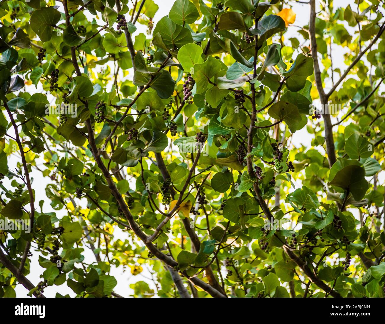 Traubenbaum in True Blue, Grenada Stockfoto