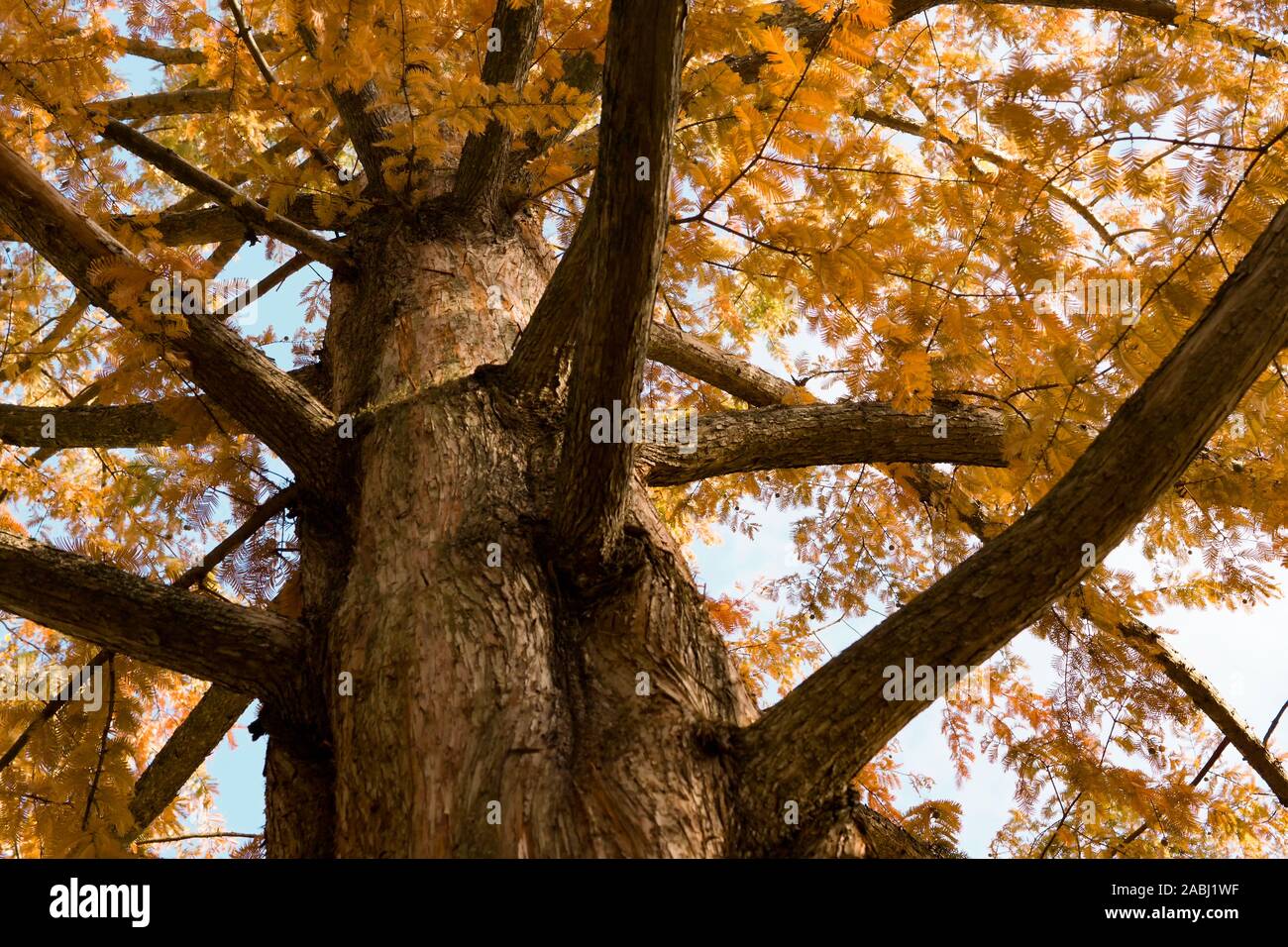 Golden Tree Zweige der Metasequoia glyptostroboides, auch als dawn Redwood bekannt, unten baumelnd mit Herbstlaub Stockfoto