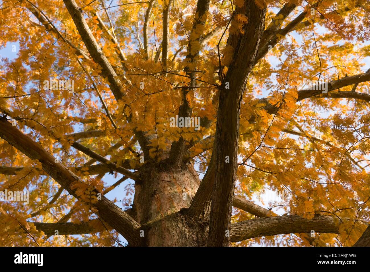 Golden Tree Zweige der Metasequoia glyptostroboides, auch als dawn Redwood bekannt, unten baumelnd mit Herbstlaub Stockfoto