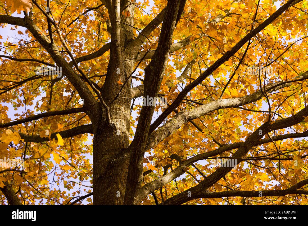 Golden Tree Zweige der Metasequoia glyptostroboides, auch als dawn Redwood bekannt, unten baumelnd mit Herbstlaub Stockfoto