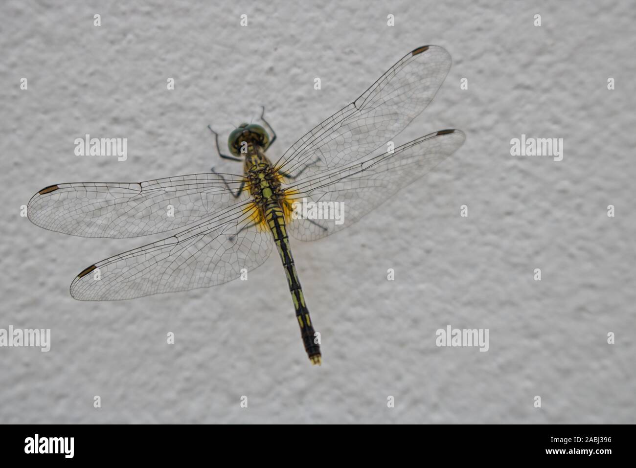 Dieses einzigartige Bild zeigt eine schöne Drachenfliege, die an der Wand sitzt und Körper und Flügel sehr gut sieht Stockfoto