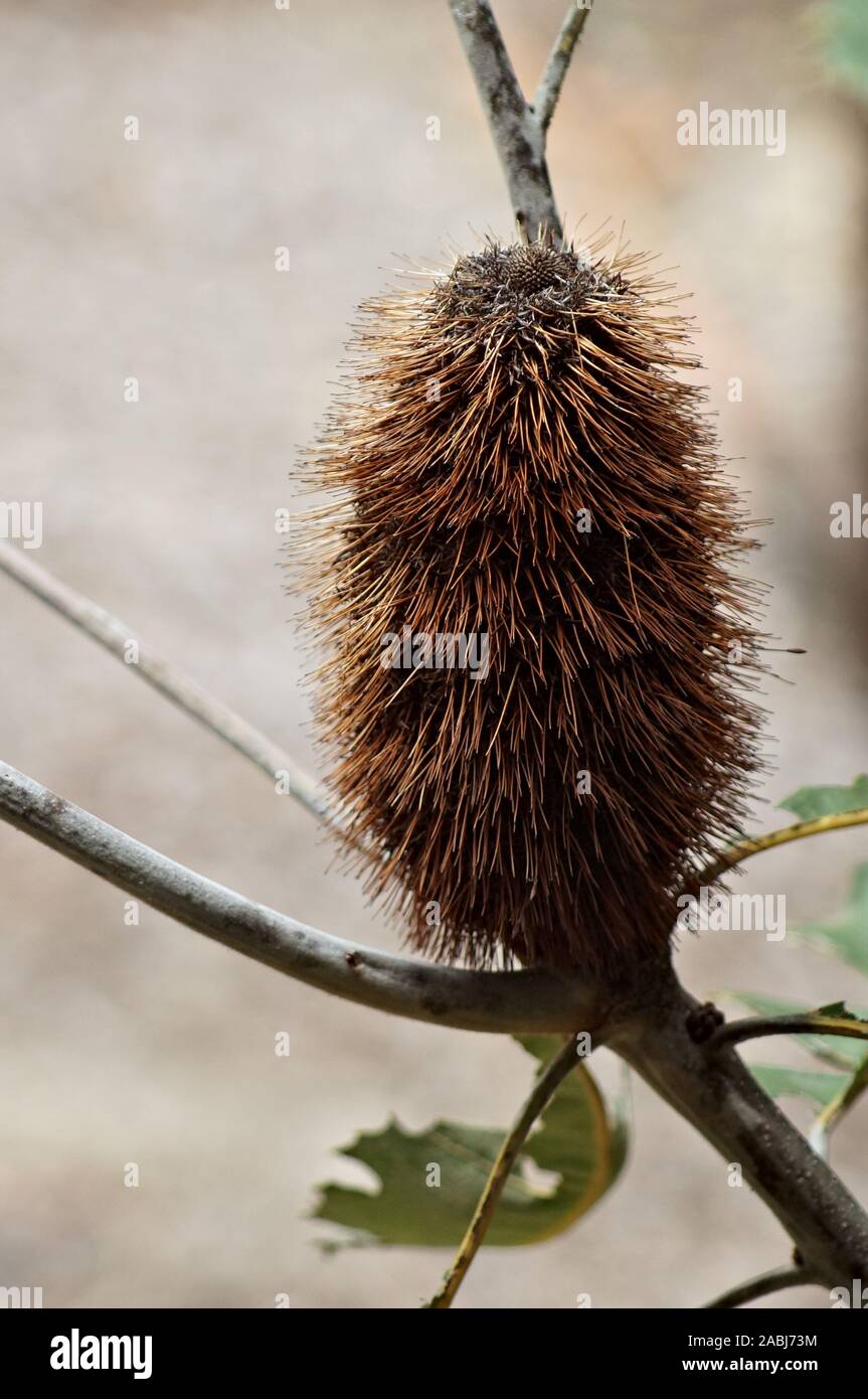 Australische einheimische Pflanze Stockfoto