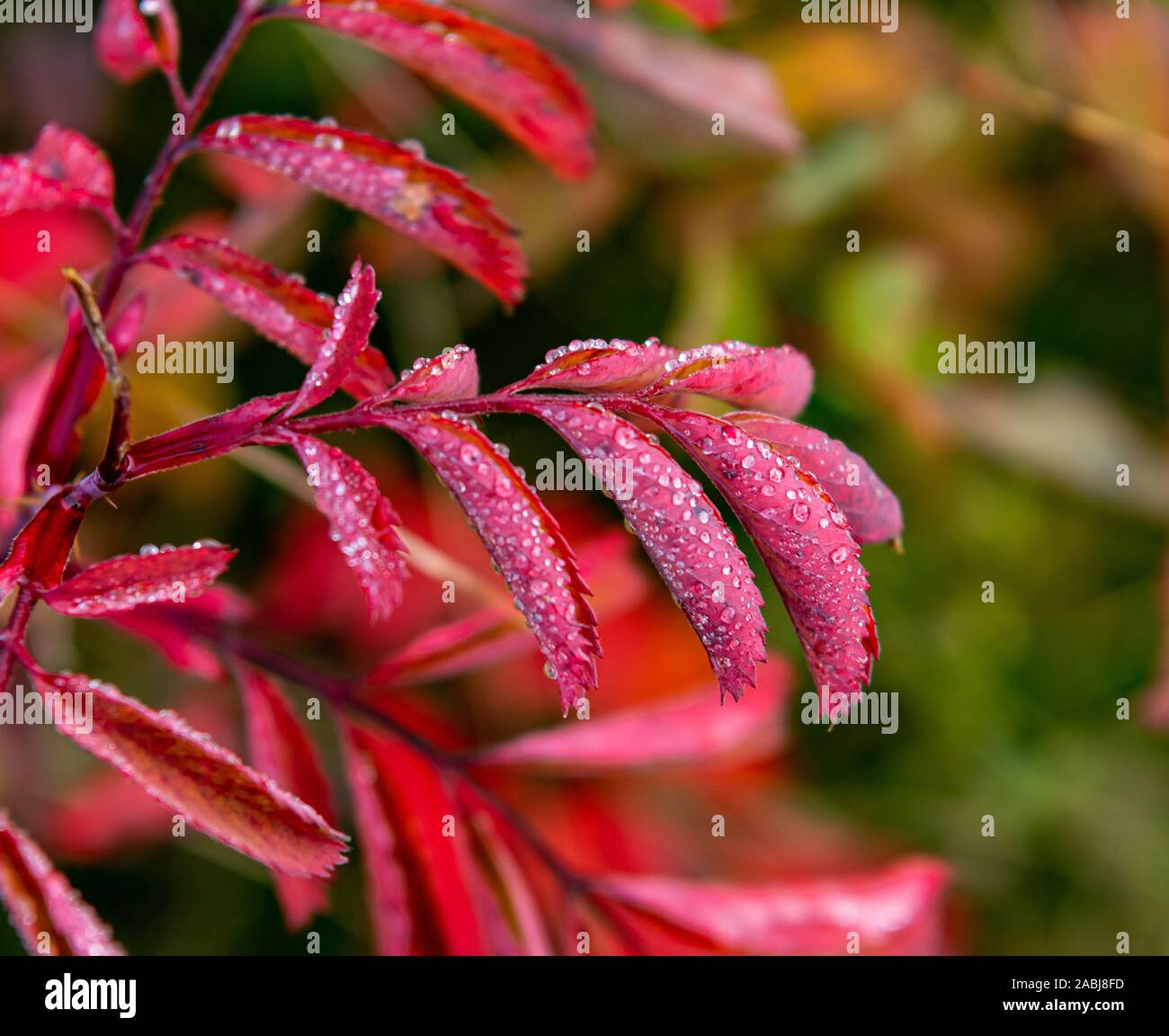 Schöne, helle rote Blätter in Regentropfen mit einem unscharfen Hintergrund abgedeckt. Stockfoto