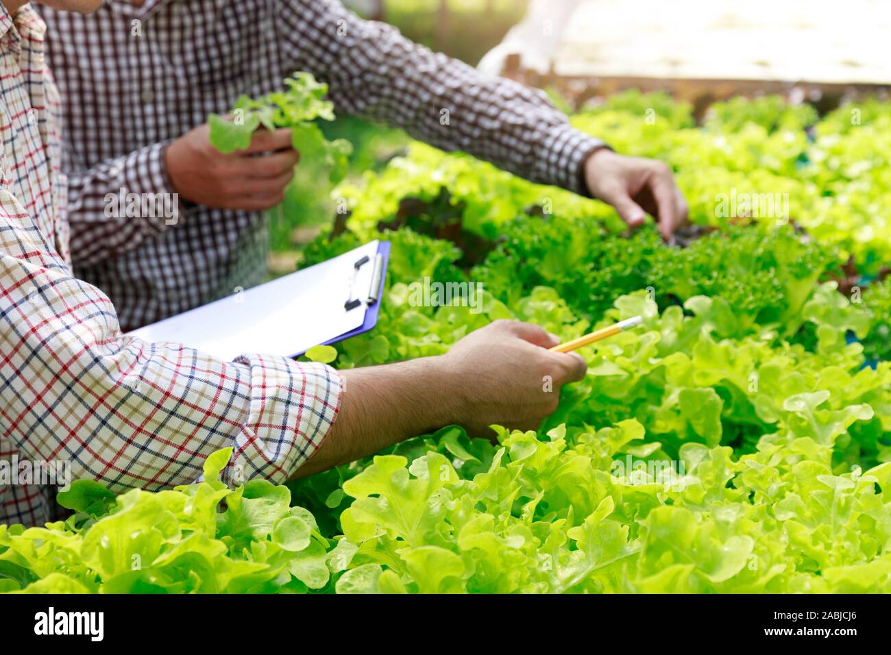 Hydroponics Farm, Arbeiter und Umwelt Daten von Kopfsalat organische hydroponic Gemüse sammeln im Gewächshaus farm Garten. Stockfoto